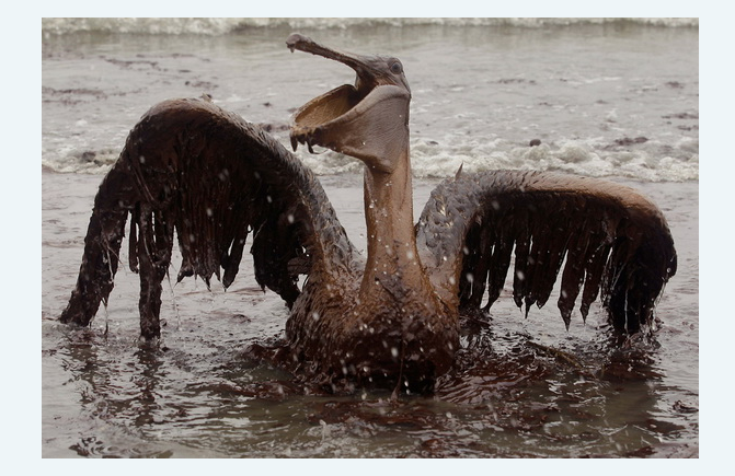 пеликан в нефти референс