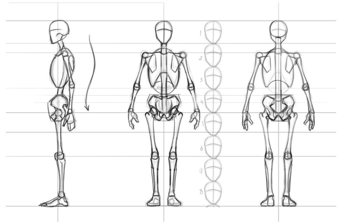 Рисунок анатомия человека пропорции