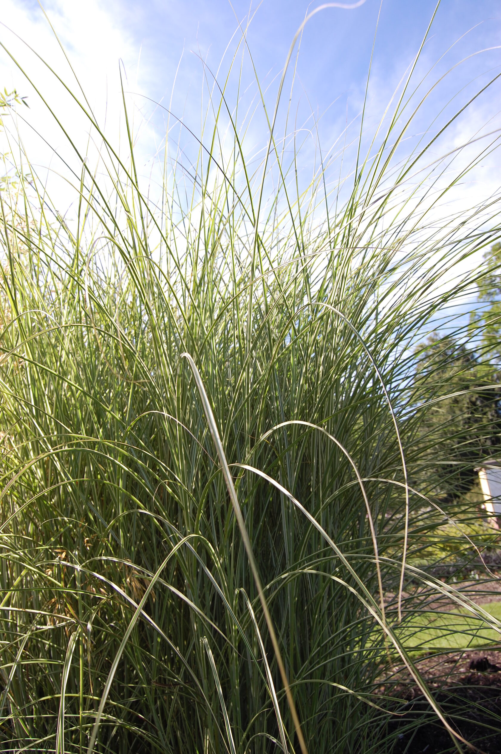 Мискантус для чего. Мискантус sinensis. Мискантус морнинг Лайт. Мискантус sinensis morning Light. Мискантус зебрано.