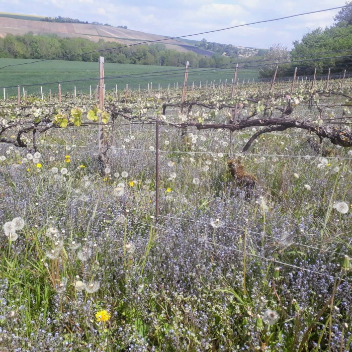 Champagne Solemme biodiversity in the vineyards