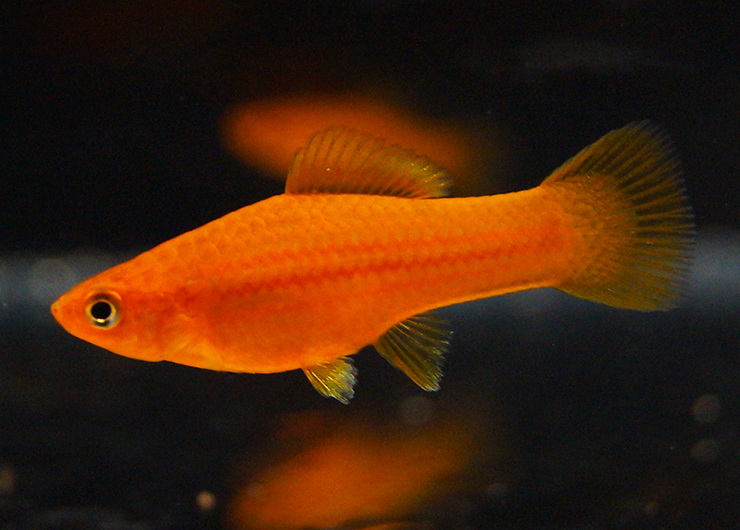 Меченосец рыба фото аквариумная рыбка