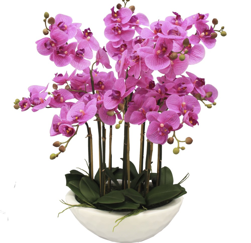 Купить цветы орхидеи в горшке. Фаленопсис Викторио. Фаленопсис 213740. Орхидея Викторио. Орхидея фаленопсис Лисбоа.