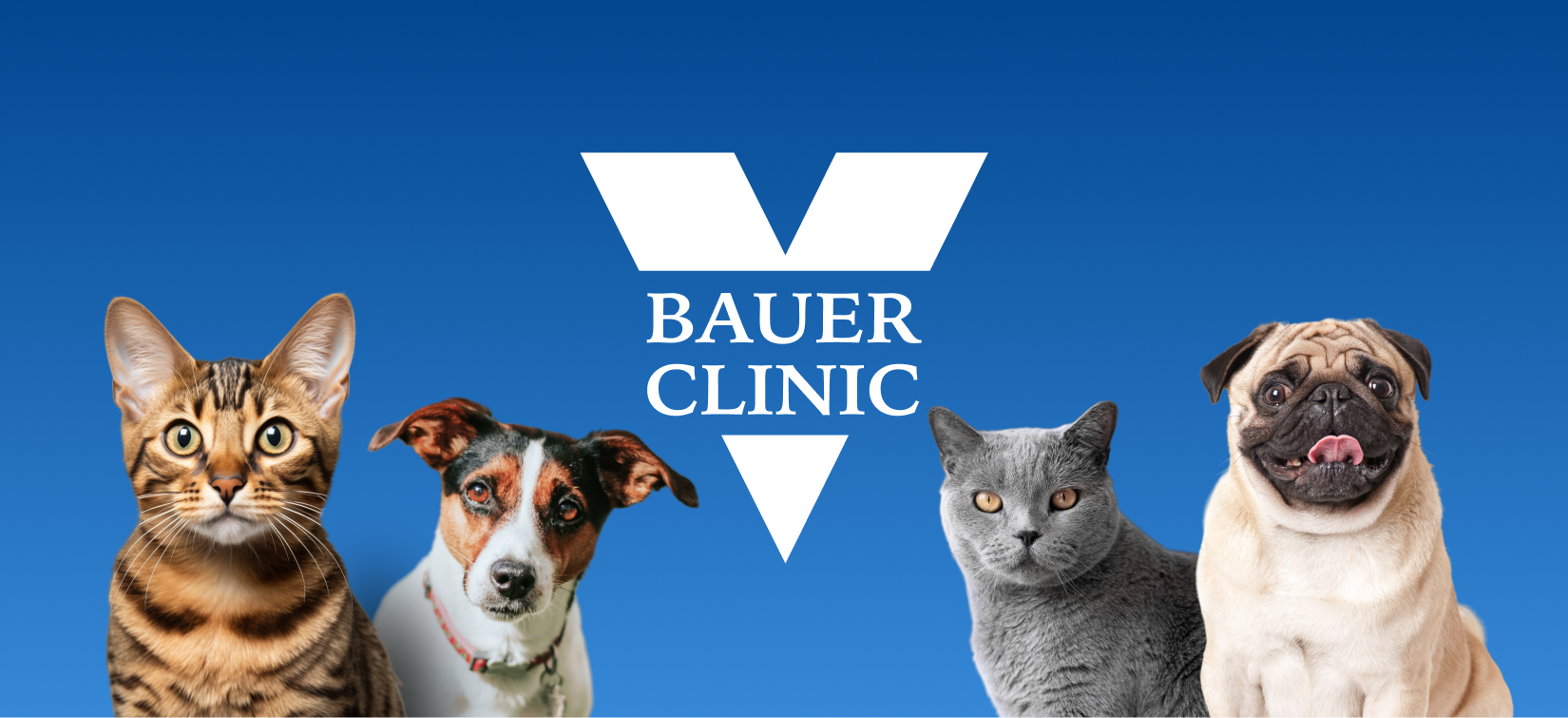 Услуги Bauer Clinic