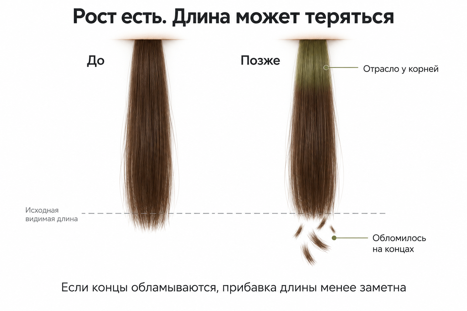 Схема: рост у корней может компенсироваться обламыванием концов