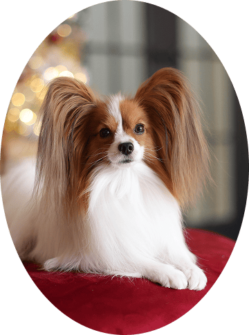 бело-соболиный папийон лежит на красной подушке