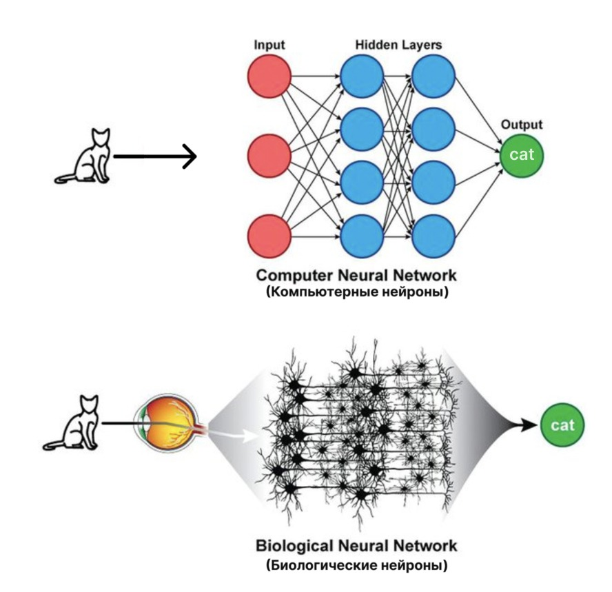 Пример того, как искусственная сеть нейронок распознает кошку и как распознает ее «человеческая» сеть нейронок.