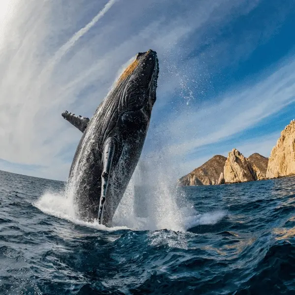 Гепарды - Тур в ЮАР