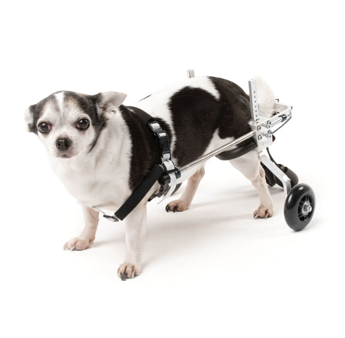 Инвалидная коляска для собак и кошек.</p><p> Поддержка для собаки и кошки.