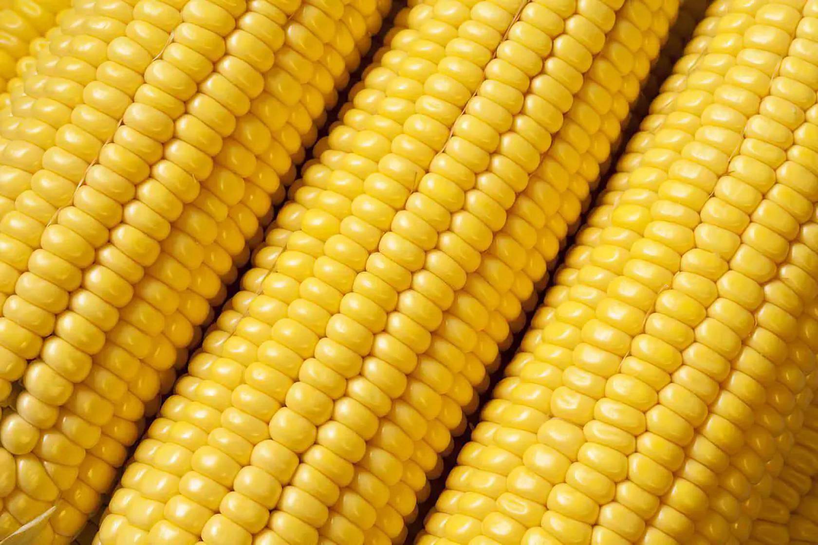 Кукурузный крахмал оптом | ТД Доминант