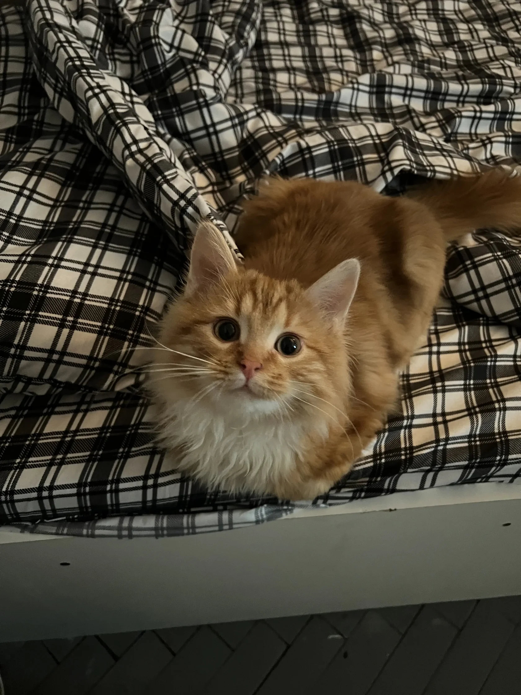 Кошка с расширенными зрачками в состоянии стресса готовится к прыжку