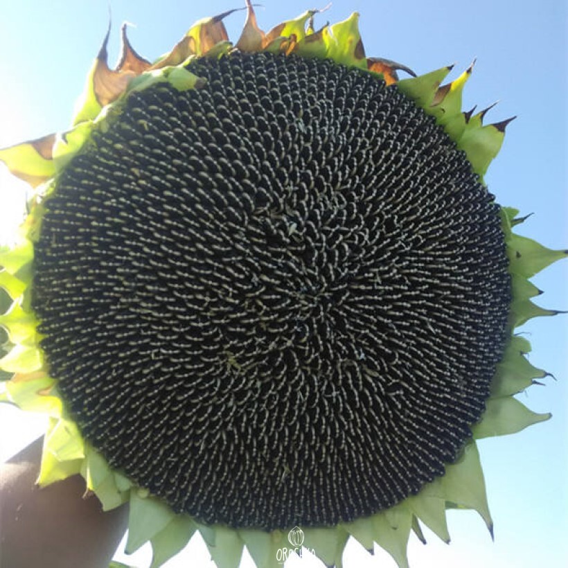 подсолнечник полосатый. семена подсолнечник орешек. полосатые семечки подсолнечника сорта «ягуар». панцирные сорта подсолнечника. черные и полосатые семечки.