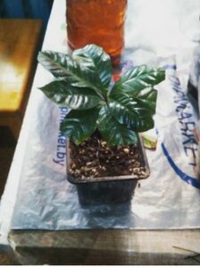 Лимоны Дома