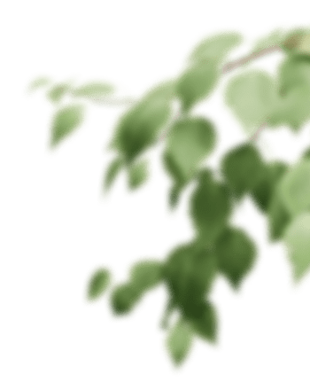 Листья березы