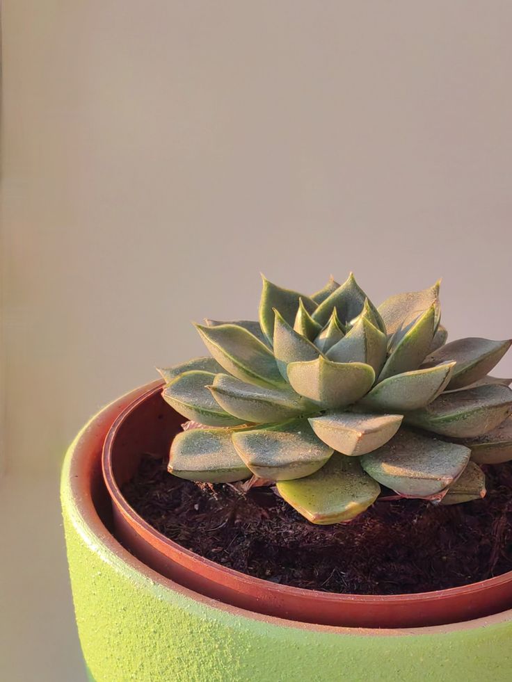 Green indoor plant in pot