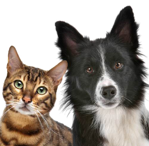Удаление катаракты (факоэмульсификация) у собак и кошек