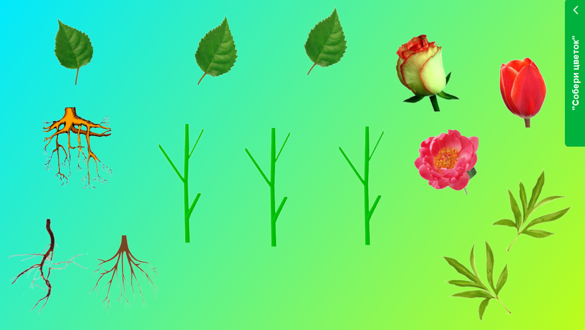 Игра растительный мир. Растения для дошкольников. Модель растения для дошкольников. Части растений для дошкольников. Цветы для дошкольников.