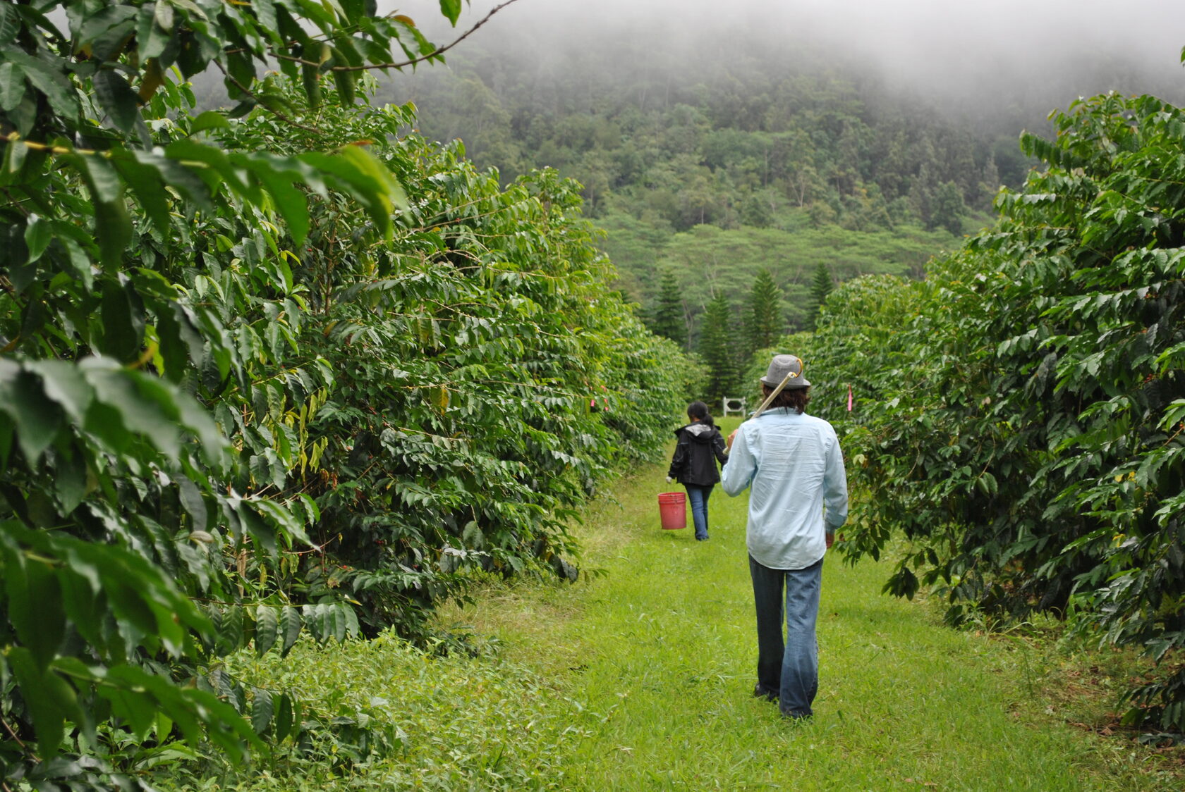 Mt content. Kona Coffee плантации. Kona Coffee Гавайи. Ферма кофе. Кофе Jardin Colombia Medellin.