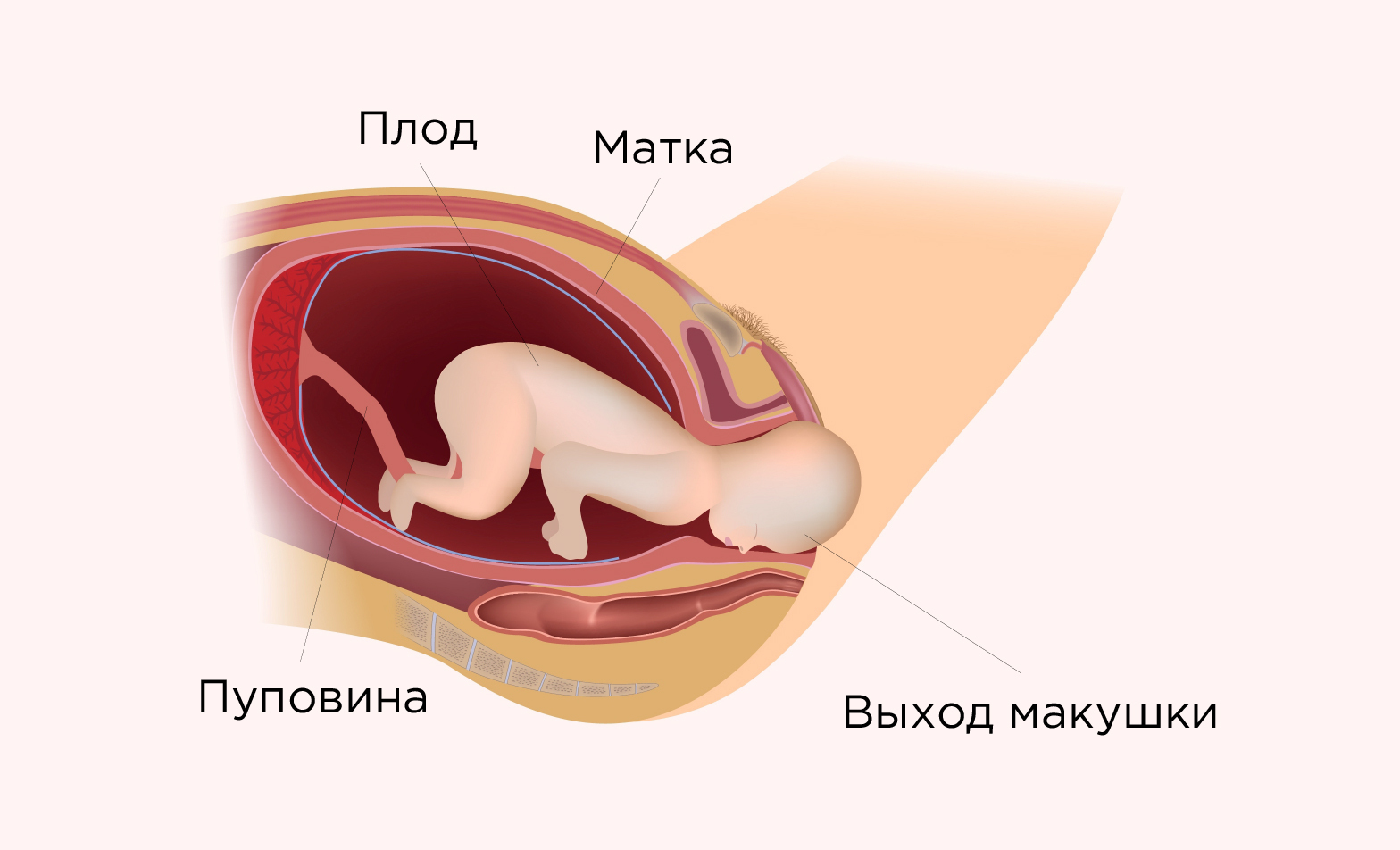 Второй период родов