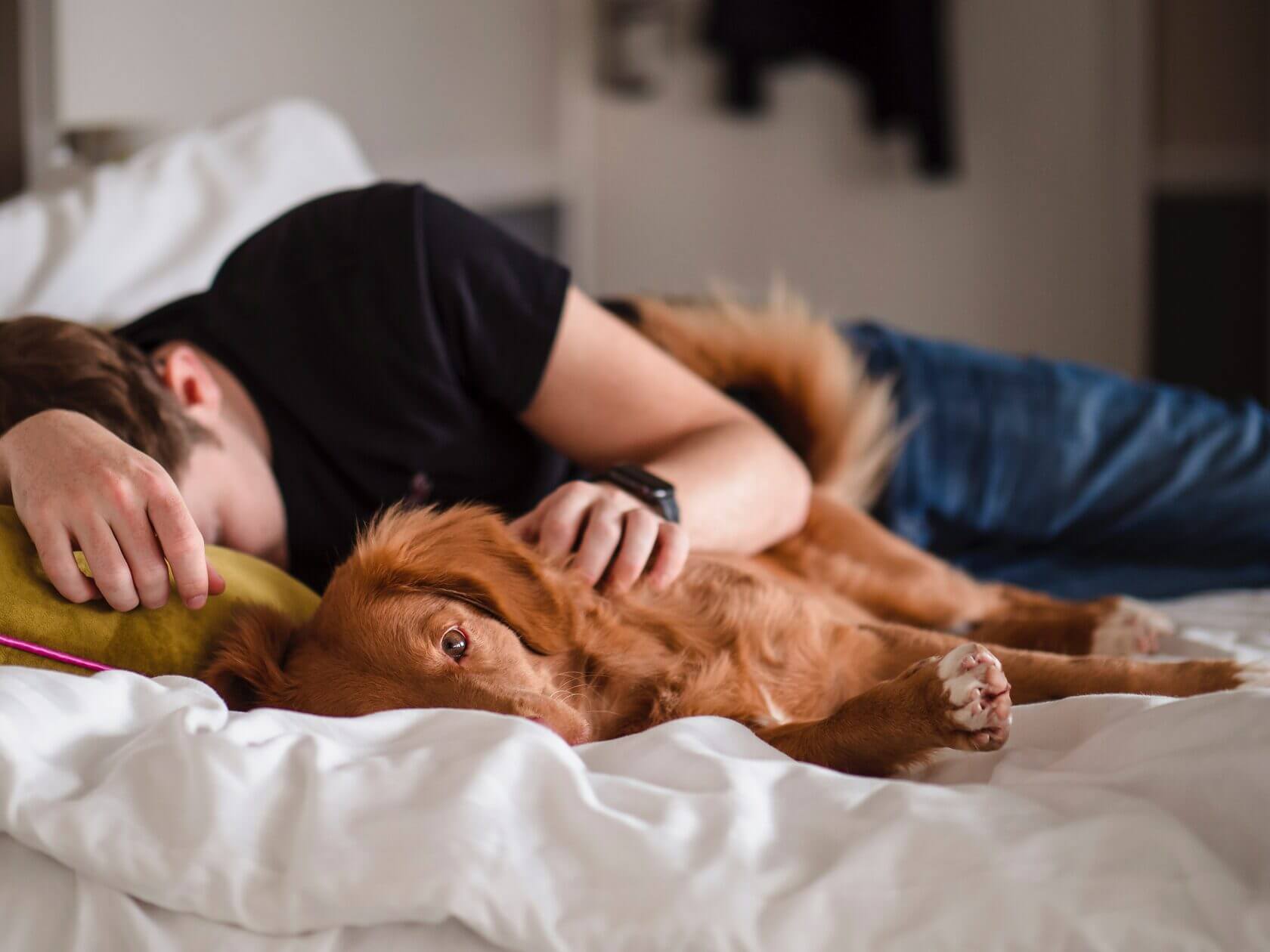 Mann schläft in Alltagskleidung auf einem Bett, sein Arm liegt auf einem braunen Hund