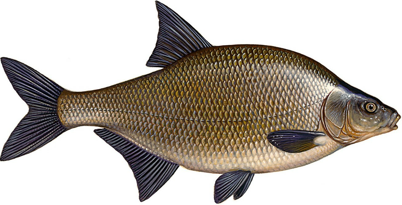 рыбалка в астрахани, рыбалка в астрахани сейчас, рыбалка в астрахани в апреле, рыбалка в астрахани зимой, рыбалка в астрахани весной, рыбалка в астрахани в январе, рыбалка в астрахани базы, рыбалка в астрахани апрель, рыбалка в астрахани авито, рыбалка в астрахани в апреле, рыбалка в астрахани август, рыбалка в астрахани в апреле отзывы, рыбалка в астрахани в августе отзывы, астрахань рыбалка в апреле, рыбалка в астрахани цена, рыбалка в астрахани базы эконом, зимняя рыбалка в астрахани базы, рыбалка в астрахани что брать с собой, рыбалка в астрахани лучшие базы, большая рыбалка в астрахани, рыбалка в астрахани базы отдыха, рыбалка в астрахани вк, рыбалка в астрахани в марте, рыбалка в астрахани в мае, рыбалка в астрахани в апреле 2022 года, рыбалка в астрахани в октябре, рыбалка в астрахани в сентябре, рыбалка в астрахани в августе, рыбалка в астрахани в ноябре, рыбалка в астрахани в июне, рыбалка в астрахани где остановиться, рыбалка в астрахани 2022 год, рыбалка в астрахани с проживанием, рыбалка в астрахани домики, рыбалка в астрахани недорого, рыбалка в астраханской области, рыбалка в астрахани с егерем, рыбалка в астрахани летом, зимняя рыбалка в астрахани, рыбалка зимой в астрахани, зимняя рыбалка в астраханской области, рыбалка в астрахани июль, рыбалка в астрахани и отдых, рыбалка в астрахани в июле 2022, рыбалка в астрахани в конце июля, отдых и рыбалка в астрахани, рыбалка и охота в астрахани, охота и рыбалка в астрахани, отдых и рыбалка в астрахани частный сектор, охота и рыбалка в астраханской области, рыбалка в астрахани цены, рыбалка в астрахани когда лучше, рыбалка в астрахани куда поехать, рыбалка в астрахани камызякский район, рыбалка в астрахани купить тур, рыбалка астрахань вконтакте, рыбалка в астрахани летом и осенью, рыбалка в астрахани летом цены, рыбалка в астрахани лето 2022, рыбалка в астрахани на леща, летняя рыбалка в астрахани, лучшая рыбалка в астрахани, ловля рыбы в астрахани, лучшая рыбалка в астраханской области, рыбалка в астрахани март, рыбалка в астрахани март 2022, рыбалка в астрахани камызяк, рыбалка в астрахани март 2022 года, рыбалка в астрахани места, рыбалка в астрахани май 2022, рыбалка в астрахани на воблу, рыбалка в астрахани на сазана, рыбалка в астрахани сазан, рыбалка в астрахани на майские праздники, рыбалка в астрахани на волге, рыбалка в астрахани на раскатах, рыбалка в астрахани на судака, на рыбалку в астрахань, рыбалка в астрахани отзывы, рыбалка в астрахани осенью, рыбалка в астрахани октябрь, рыбалка в астрахани отели, рыбалка в астраханской области отзывы, о рыбалке в астрахани, рыбалка в астрахани путевка, рыбалка в астрахани на поплавочную удочку, рыбалка в астрахани на поплавок, рыбалка в астрахани с пенсионерами, платная рыбалка в астрахани, рыбалка в астрахани раскаты, рыбалка астрахань раскаты, рыбалка в астраханской области камызякский район, рыбалка в астрахани с берега, рыбалка в астрахани сейчас 2022, рыбалка в астрахани снять домик, рыбалка в астрахани сентябрь, отдых с рыбалкой в астрахани, рыбалка с гидом в астрахани, рыбалка в астрахани с семьей, рыбалка в астрахани туры, рыбалка в астрахани турбазы, рыбалка в астрахани тур, рыбалка в астрахани фото, рыбалка в астрахани в феврале, где хорошая рыбалка в астрахани, рыбалка в астрахани базы цены, рыбалка в астрахани 2022 цены, рыбалка в астрахани в июле 2022, рыбалка в астрахани на щуку, рыбалка в астрахани в этом году, рыбалка в астрахани сегодня, рыбалка в астрахани 2022, рыбалка в астрахани 2022 фото