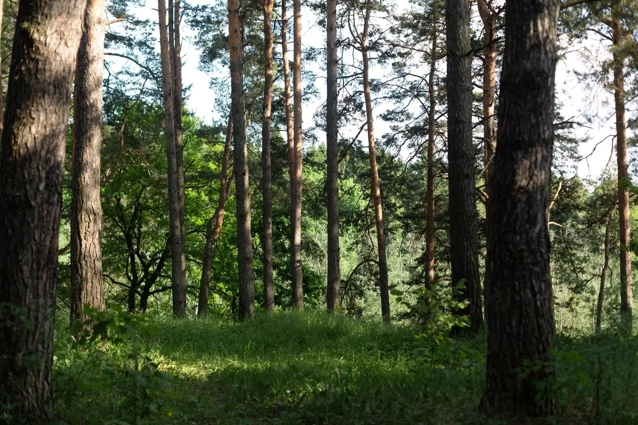 Лесной привал, глэмпинг