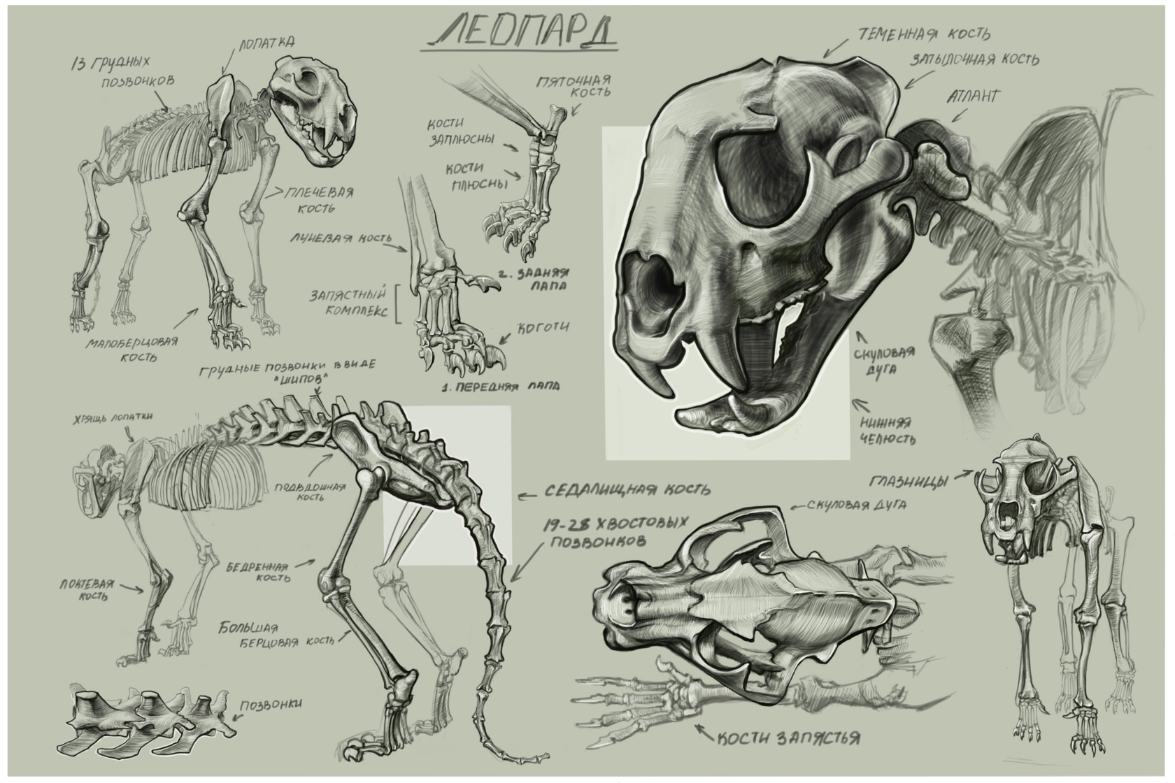 Анонс курса по скетчингу от XYZ School