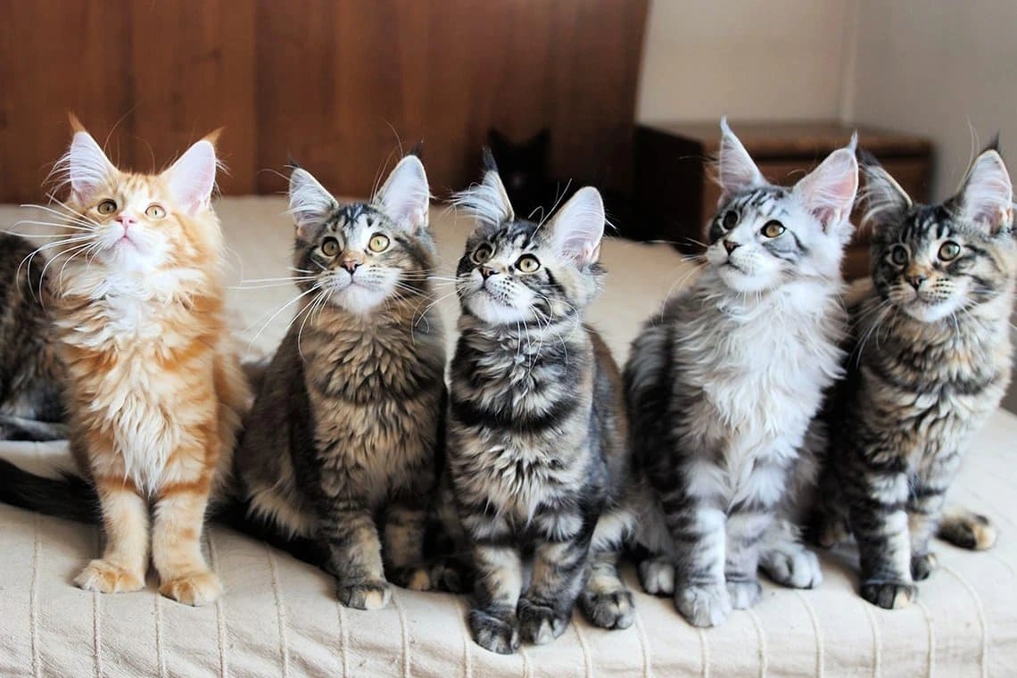 котята мейн куна