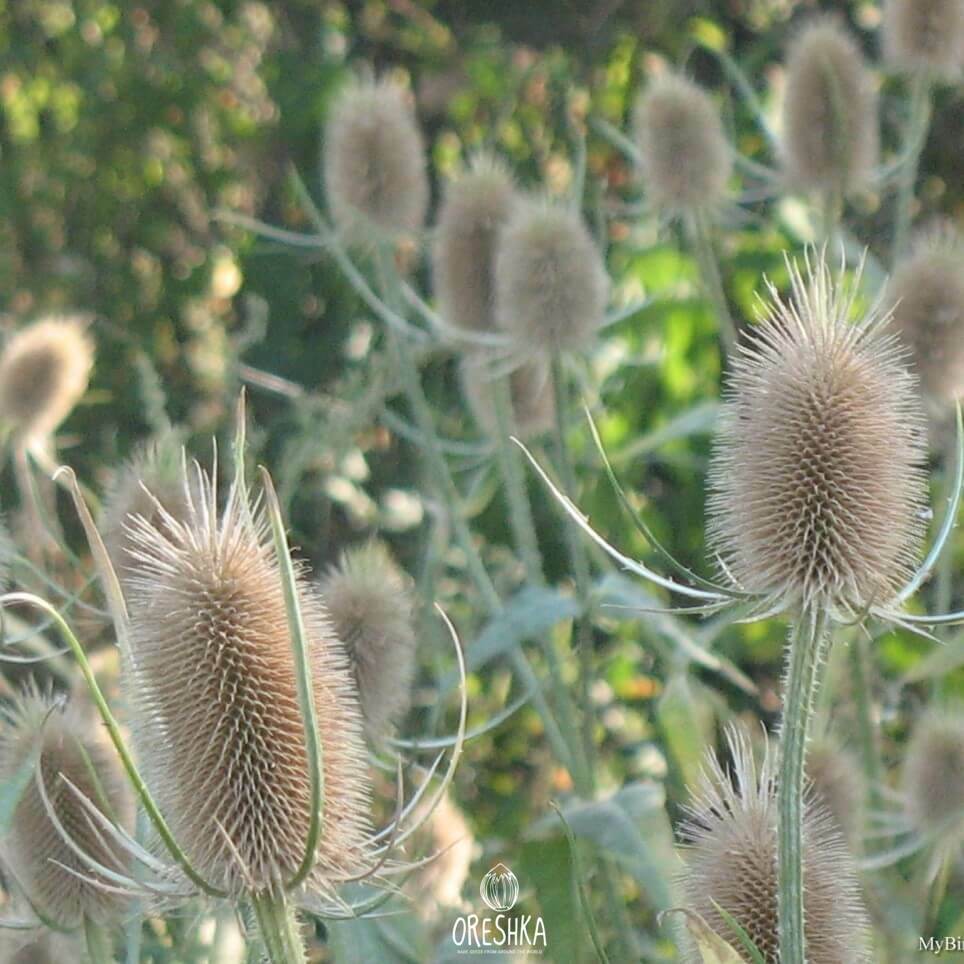 Ворсянка волосистая (Dipsacus pilosus l.)