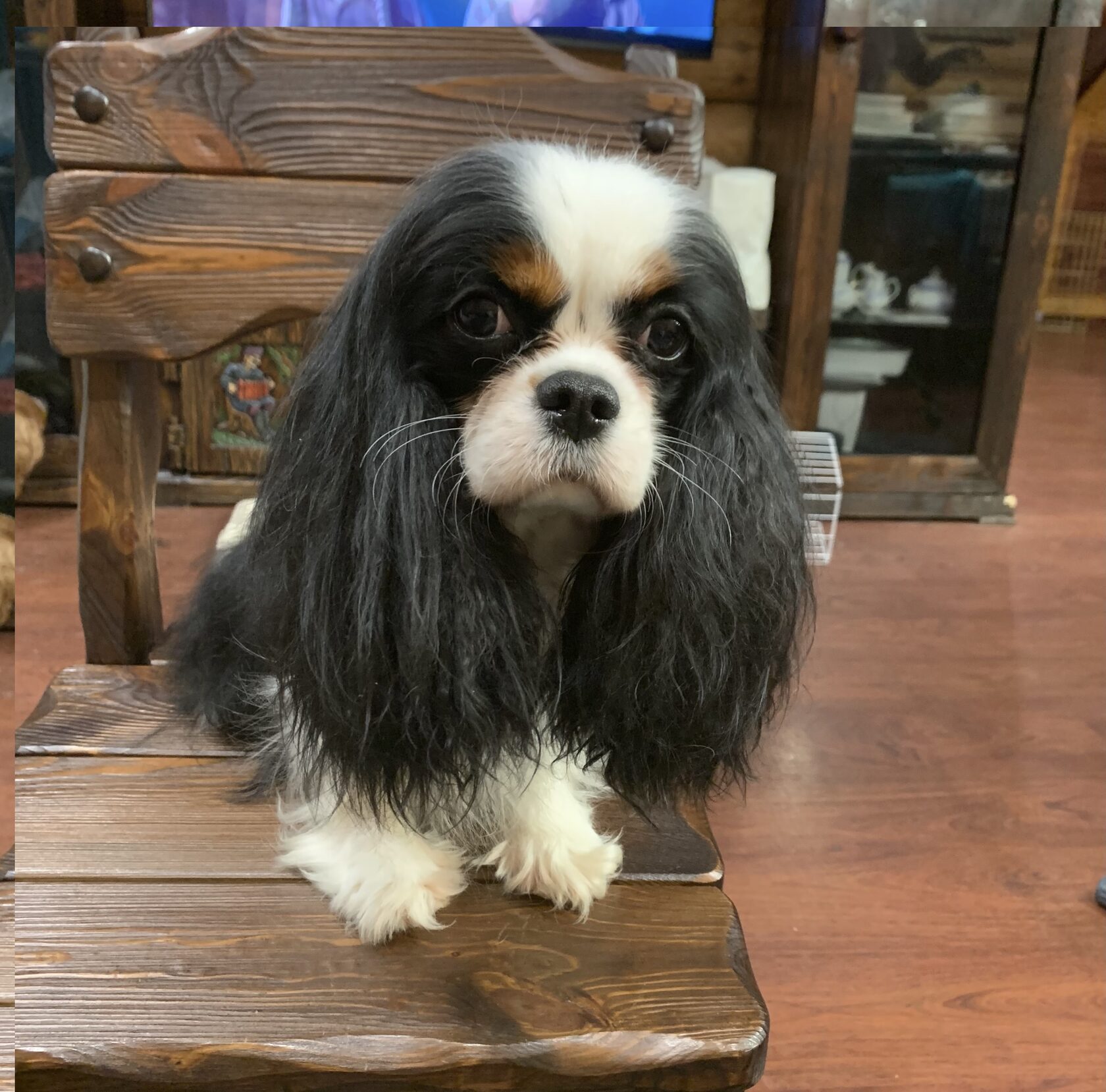 Как пережить смерть любимой собаки от пираплазмоса