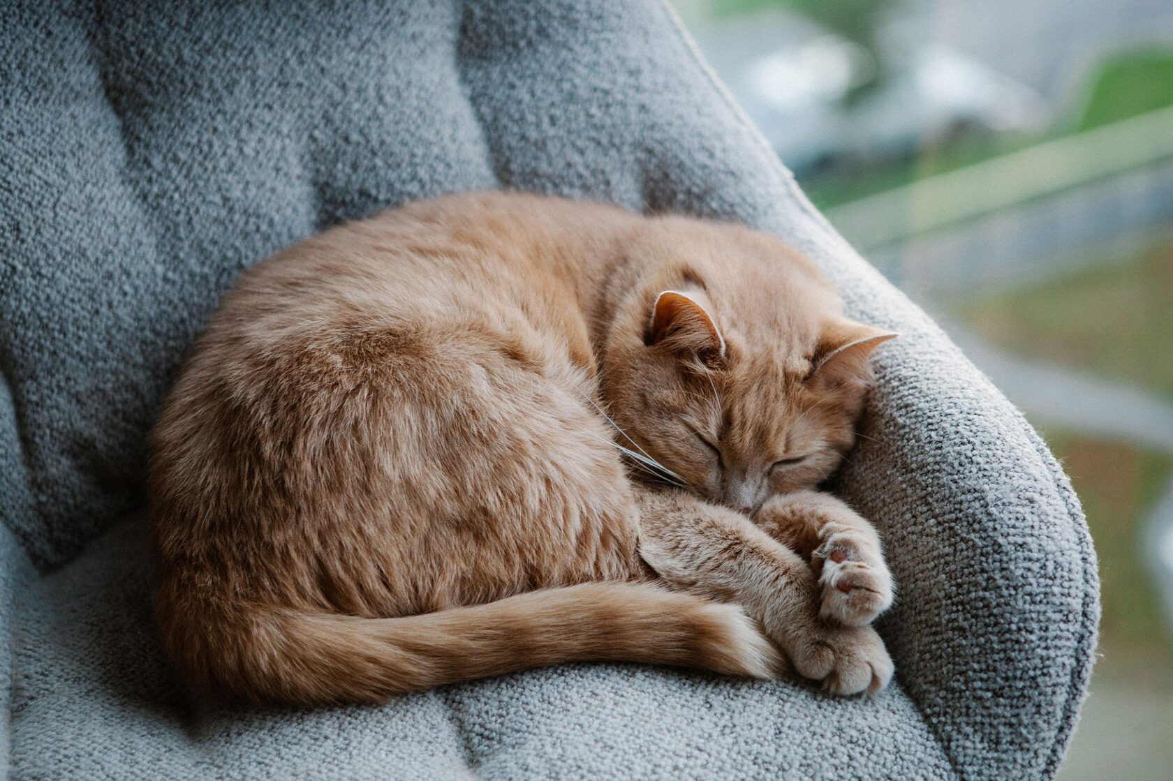 Кот спит, свернувшись в клубок на мягком диване, символ глубокого расслабления.