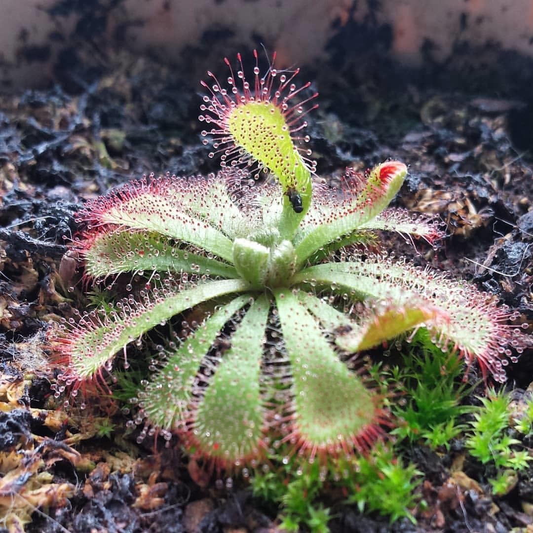Green indoor plant in pot