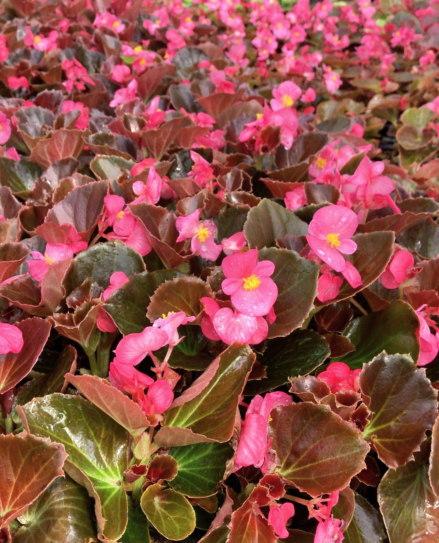 купить бегонию