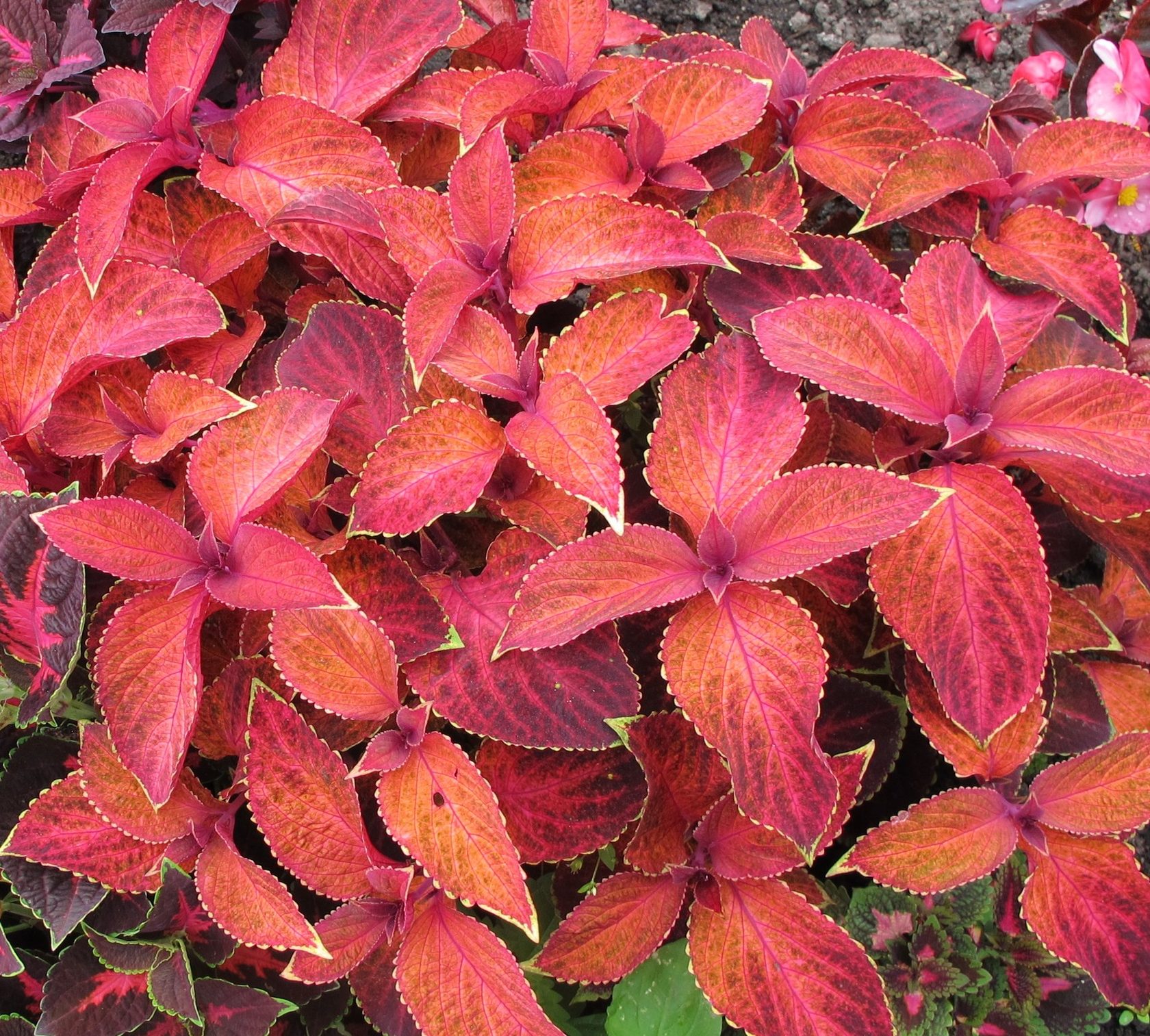 колеус визард вельвет. колеус алабама sunset. колеус alabama sunset. колеус визард пайнэппл. колеус wizard velvet red.