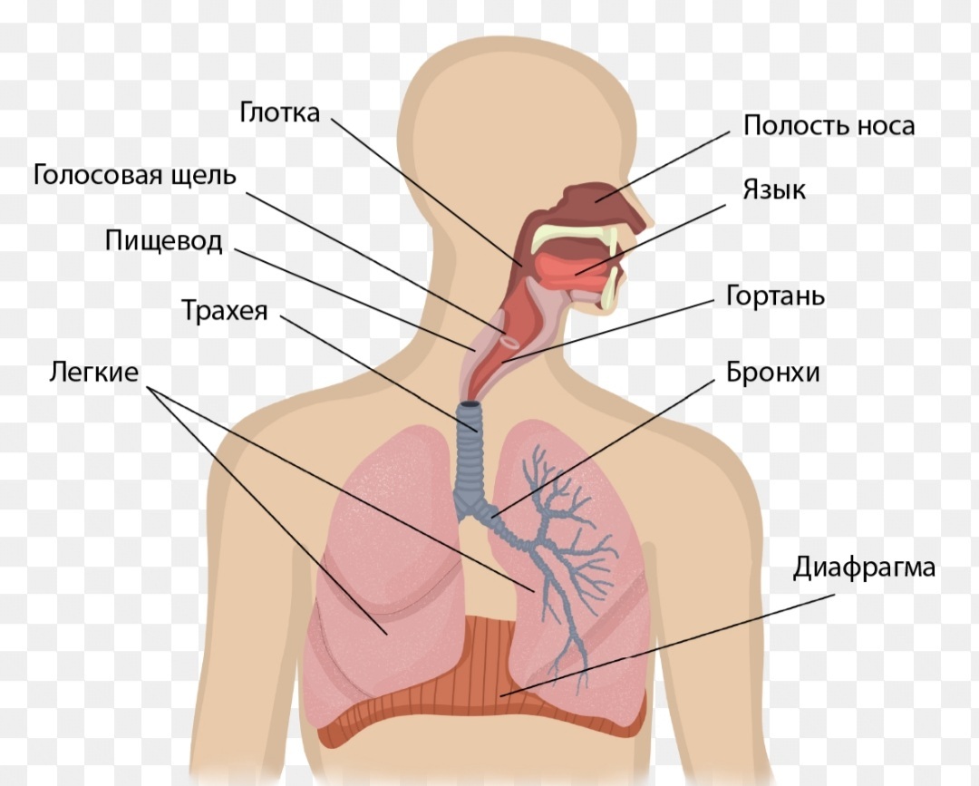 Расположение органов дыхательной системы человека