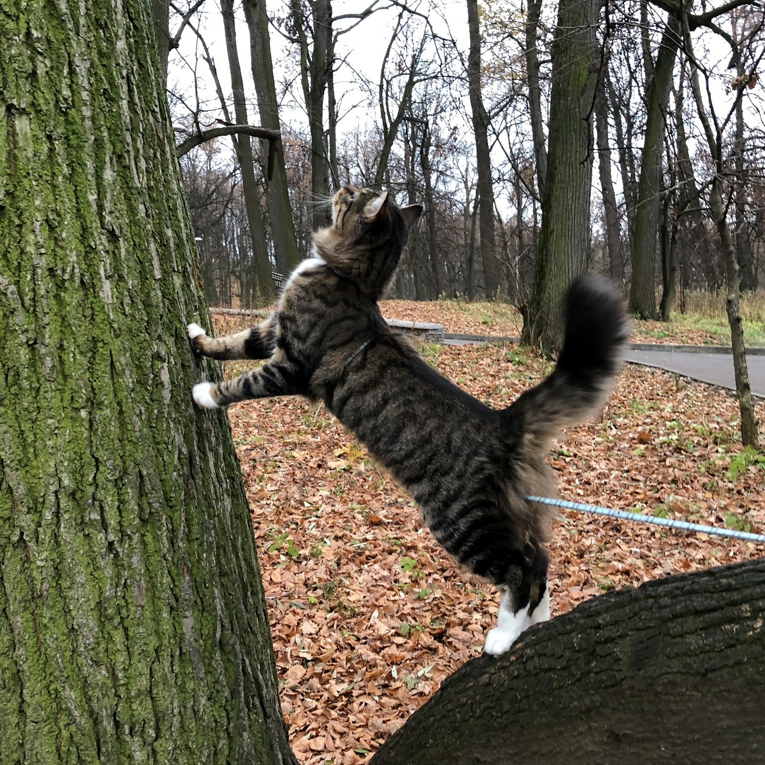 Статьи о натуральном питании