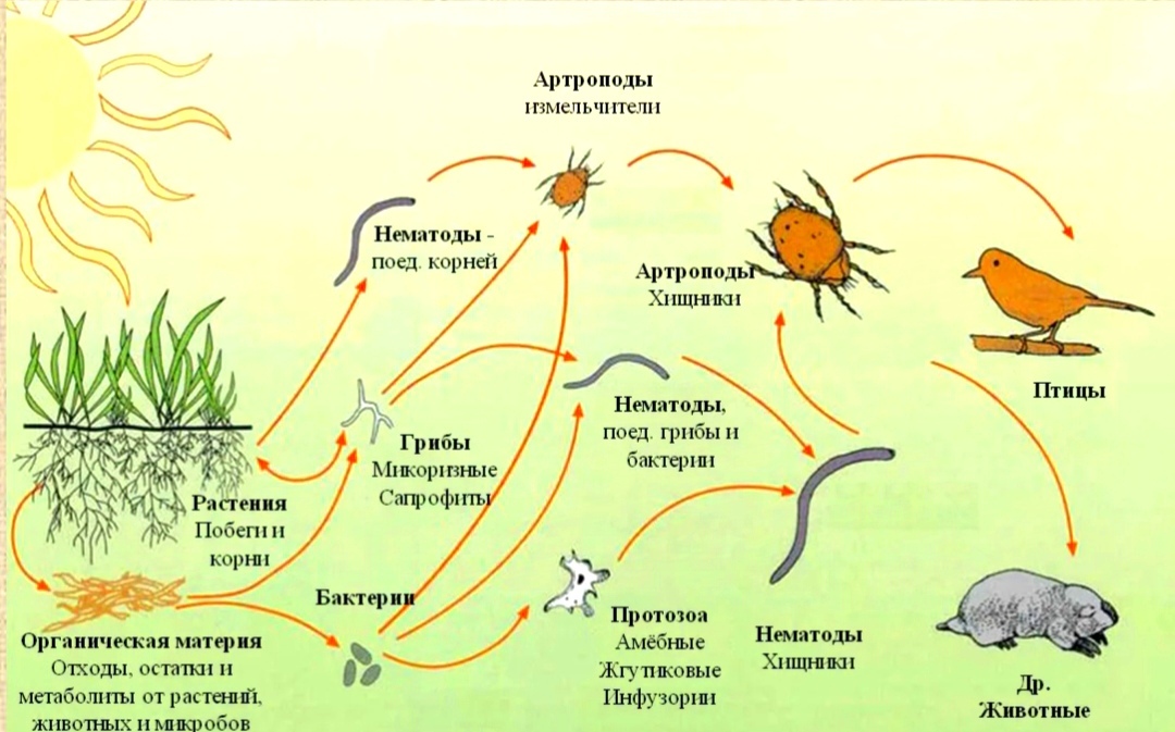 Почвенное плодородие