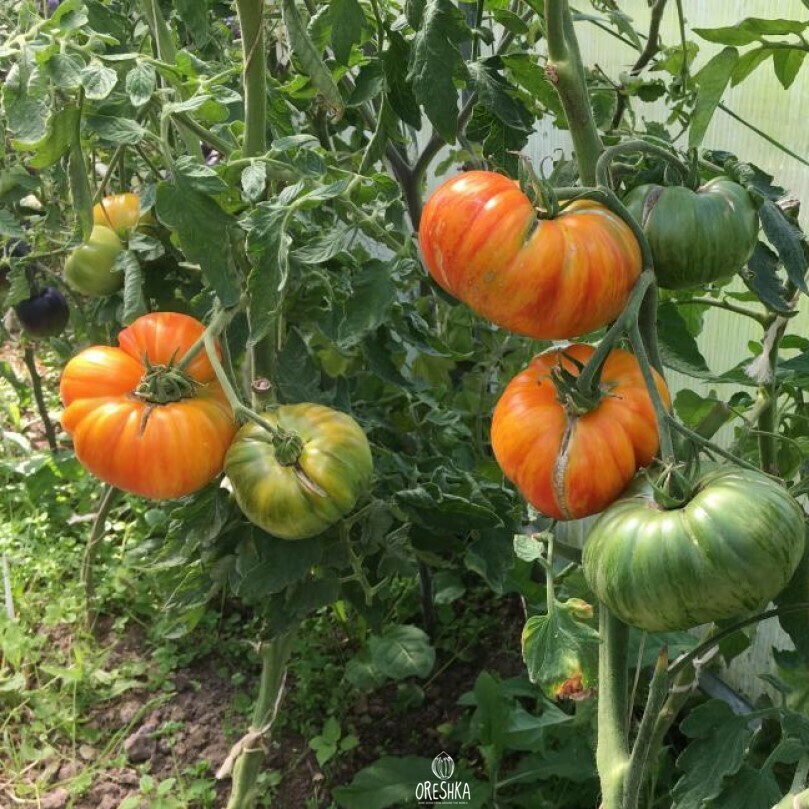Seeds of Tomato Buraker favorites (solanum lycopersicum) — 10 pcs