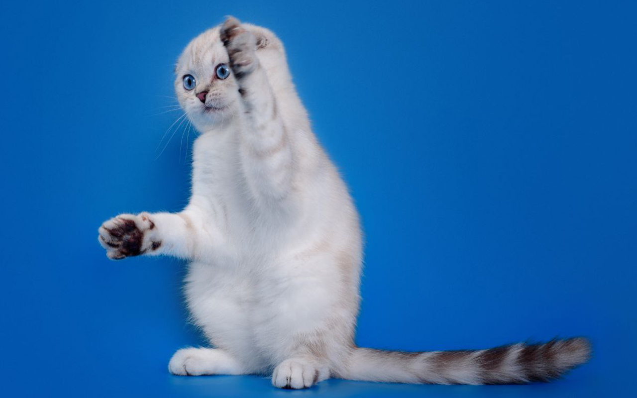 Породистая кошка, скоттиш фолд, питомник шотландских котят