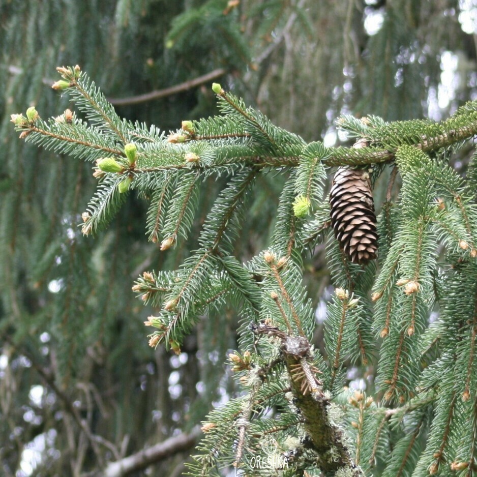 Семена ели на дереве. Ель ситхинская (Picea sitchensis). Ель ситхинская (Picea sitchensis) 'Silberzwerg'. Ель ситхинская Pícea sitchénsis. Ель ситхинская (Picea sitchensis ROM с5 ра 85-100 15-25).