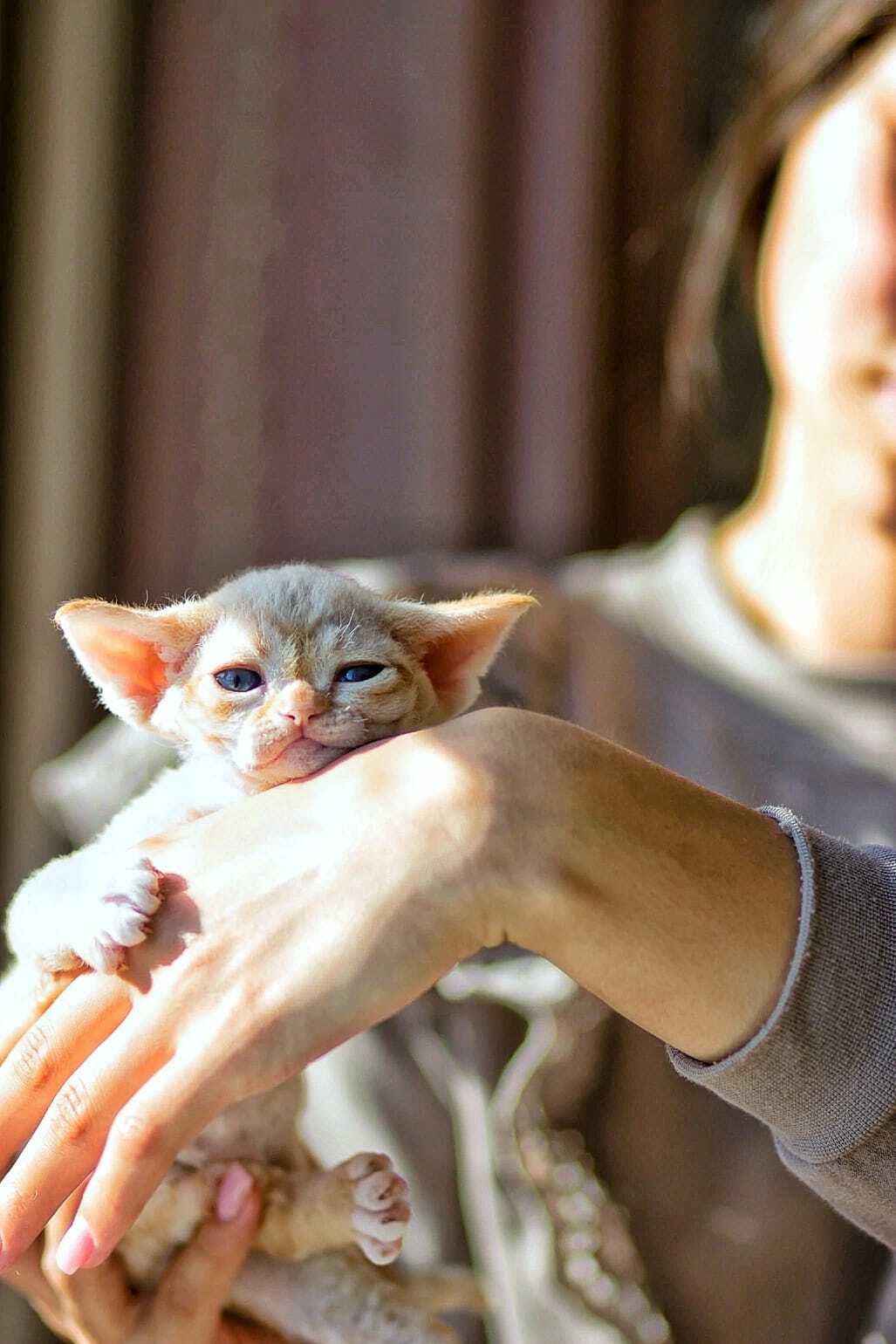 Котенок девон-рекс