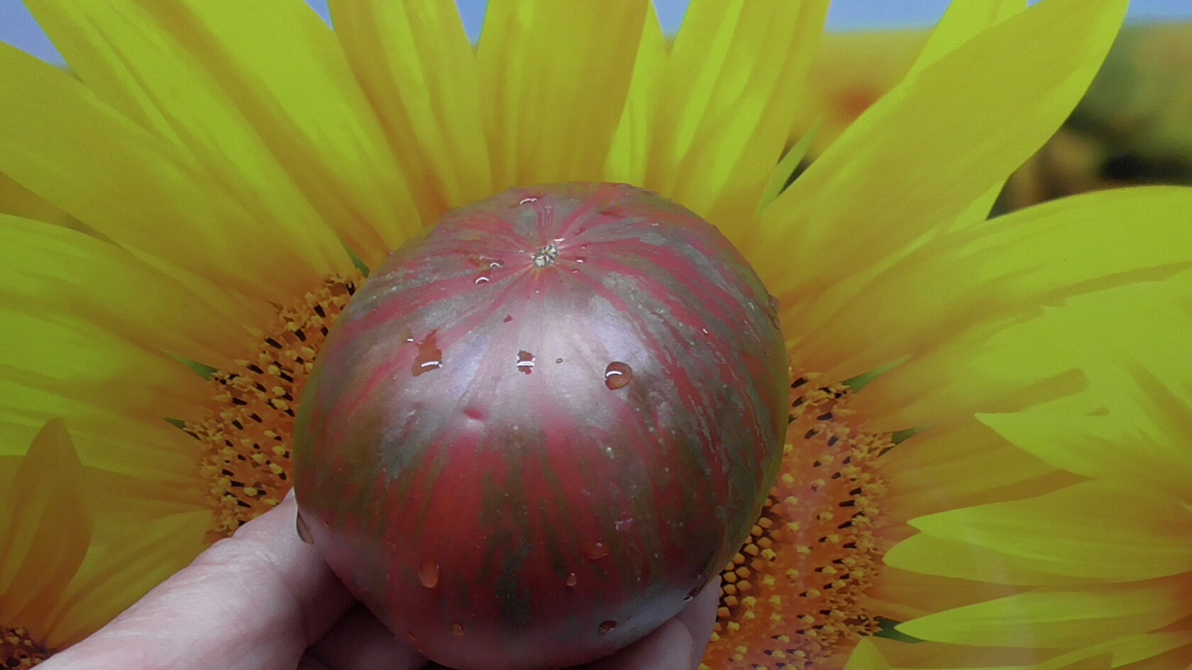 577. Козула 125.