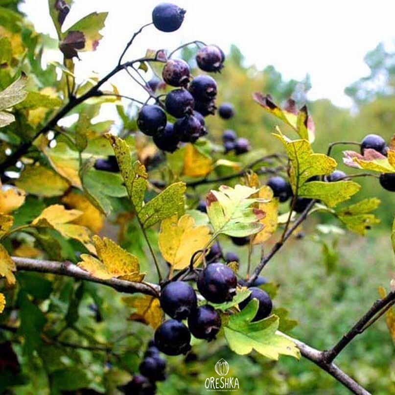 Seeds of Caucasian hawthorn (Crataegus caucasica) — 30 pcs