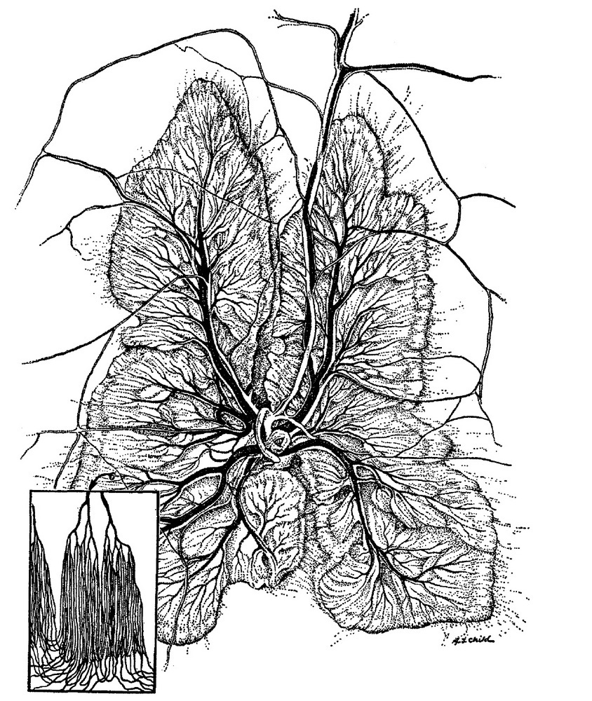 красное тело в пузыре рыб