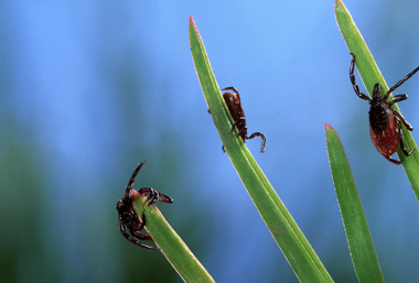 Клещи в траве