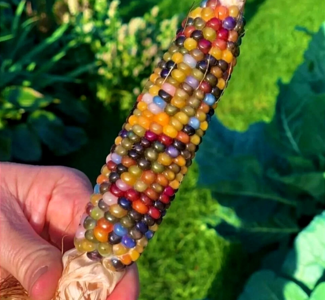 Початок разноцветной кукурузы