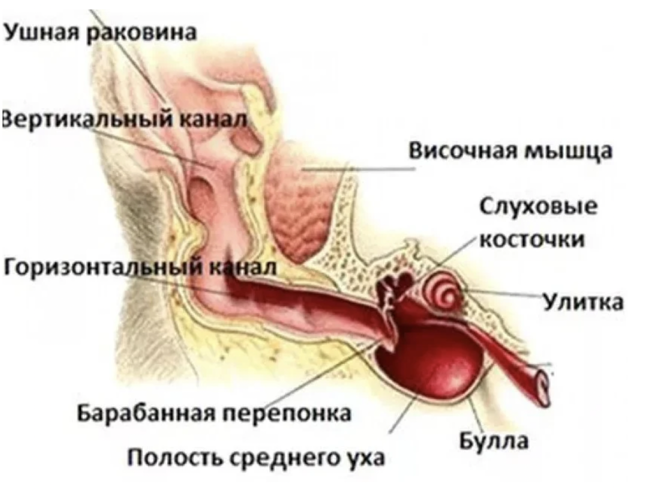 Строение ушной раковины собаки. Ухо собаки строение анатомия. Строение среднего уха собаки. Наружное и среднее ухо собаки строение. Внутреннее ухо собаки