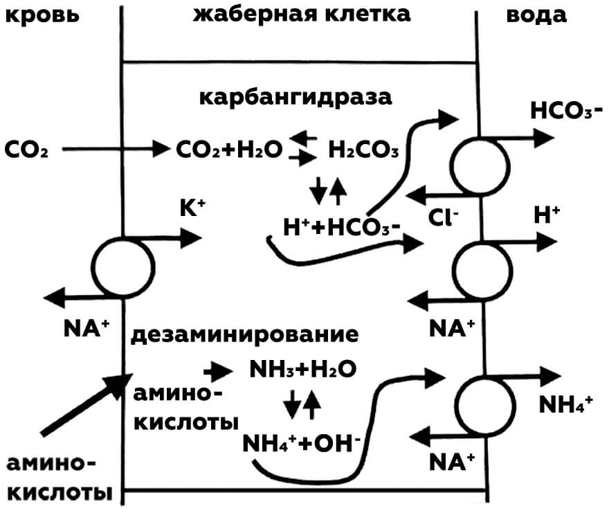 транспортные механизмы в жаберной клетке лосося узв акваферма