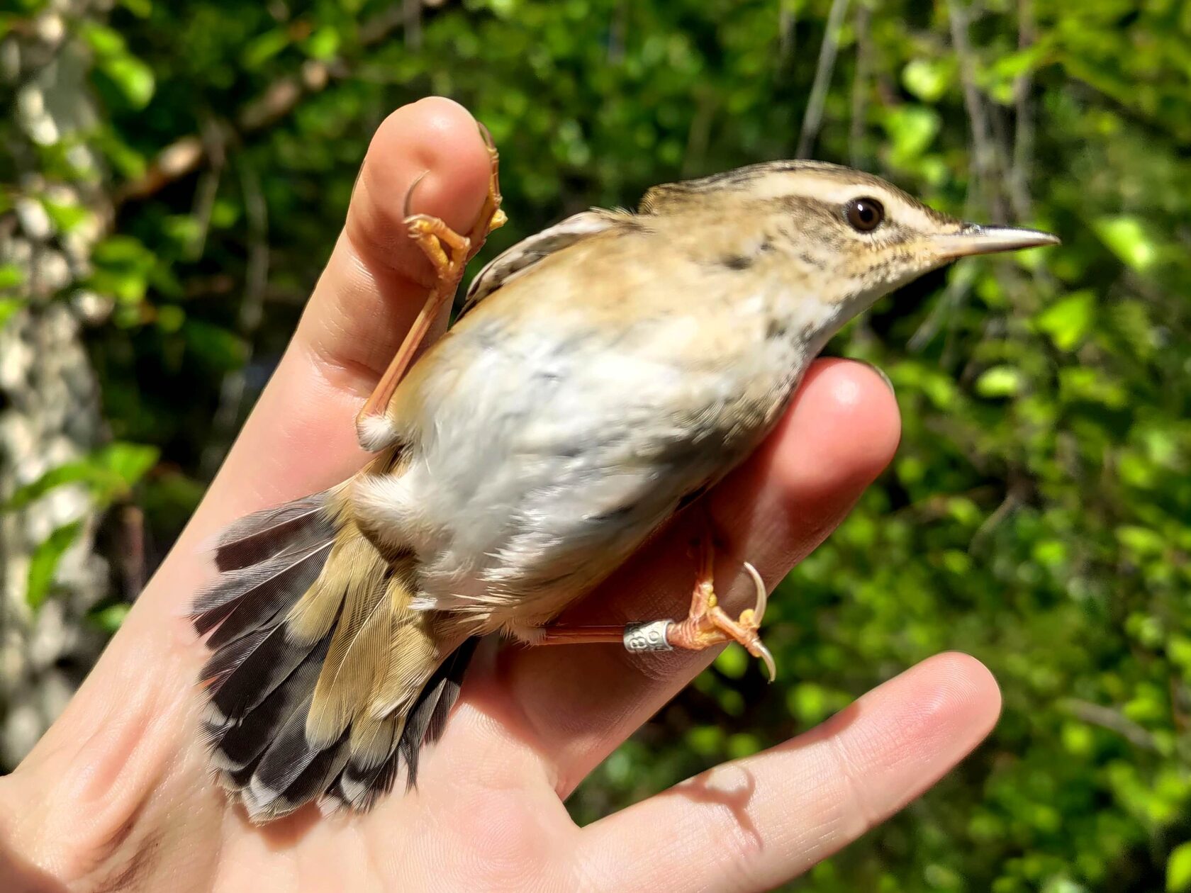 Станция кольцевания птиц «Байкальская» 