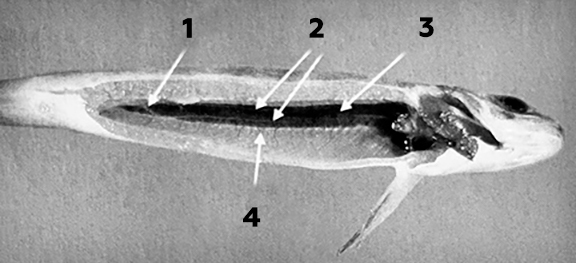 рассечение молоди лосося узв аквакультура