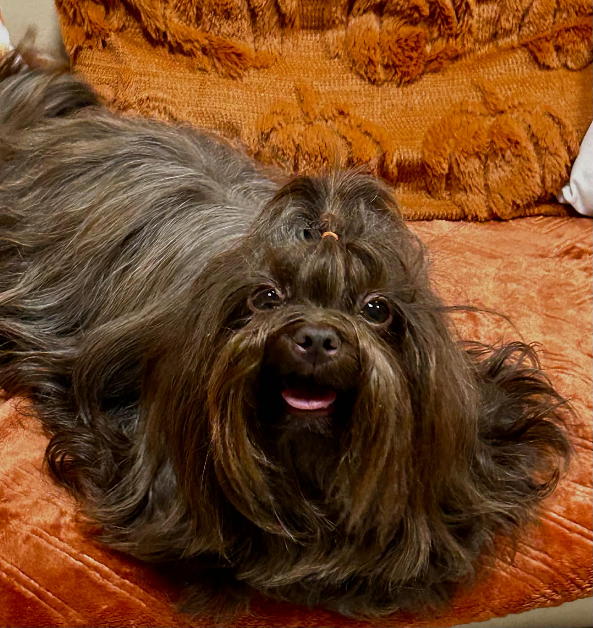 Rosyjska Kolorowa Bolonka